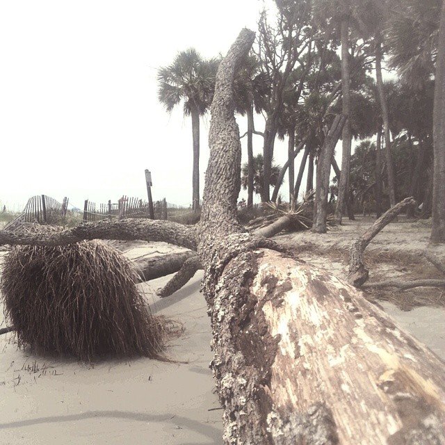 Fascinated with the fallen - Hunting Island, SC