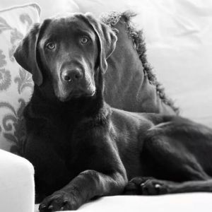 Photo credit - my beautiful school teacher daughter aka the Dog Whisperer