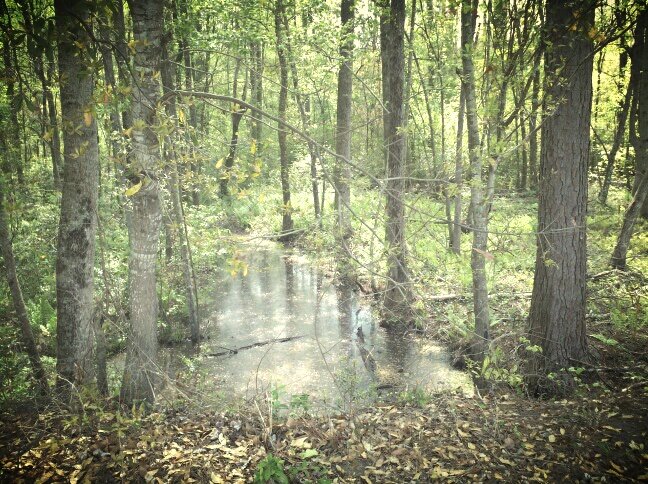 10151571383356203_kindlephoto-15892524