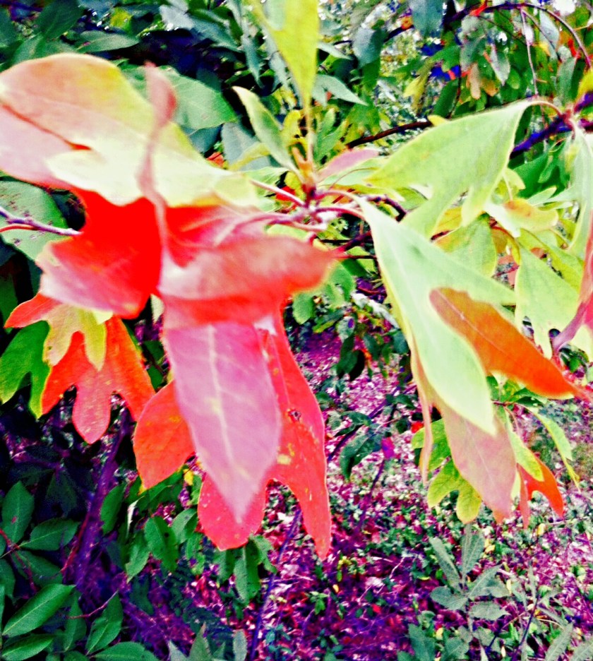 photo 1_kindlephoto-76466621