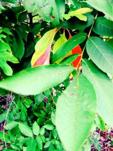 photo 2_kindlephoto-76372323