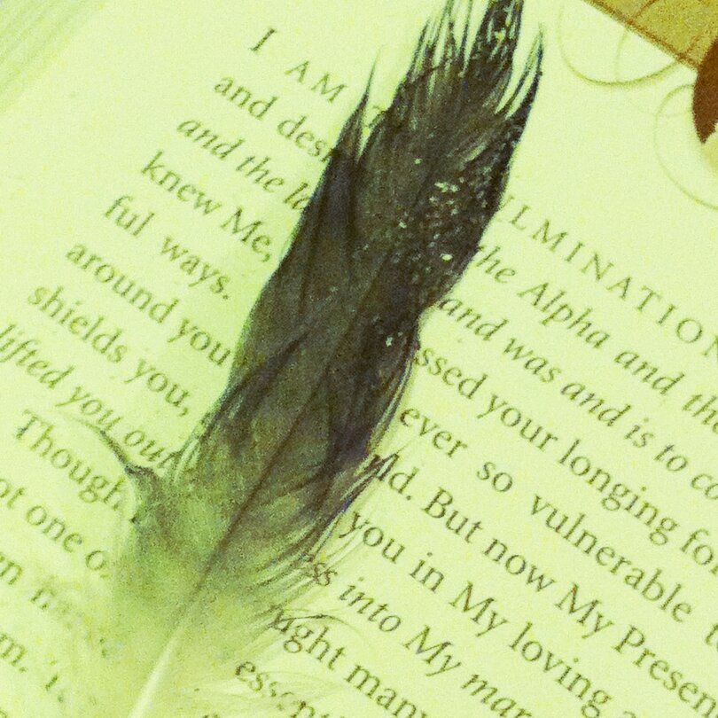 Found feather 
