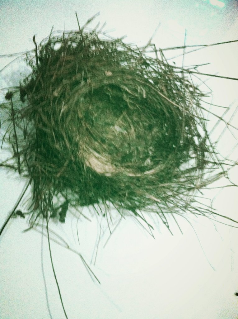 photo 3_kindlephoto-41085388