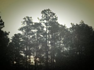 Just a hint, rising up, peeking through. Waiting and believing with all my heart, all my mind.