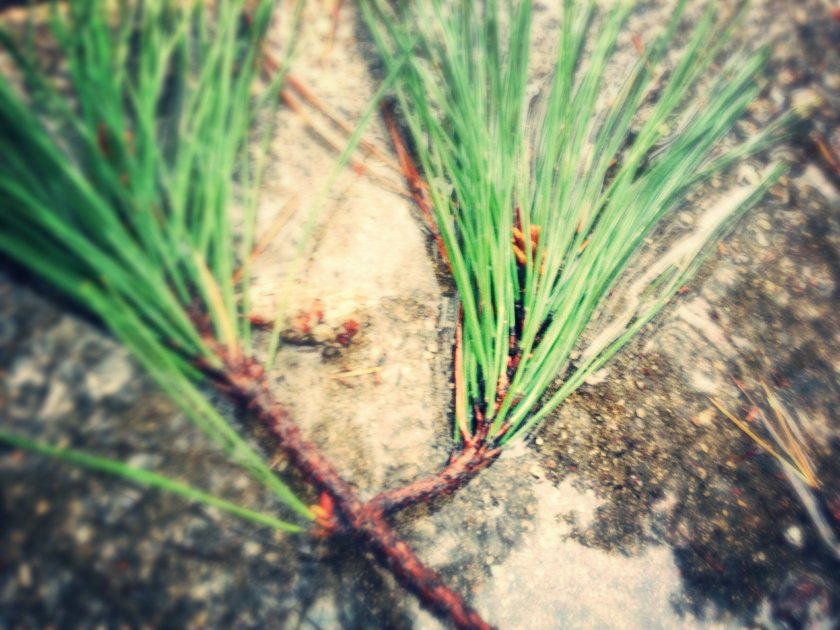 IMG_1208_kindlephoto-5686239