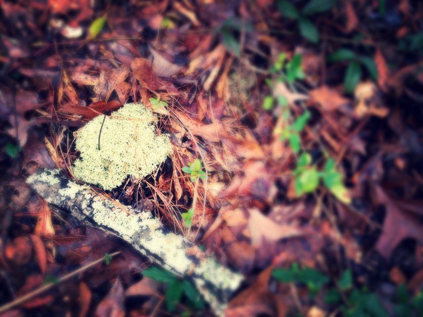 IMG_1207_kindlephoto-13206354