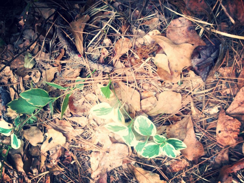 IMG_1460_kindlephoto-13003917