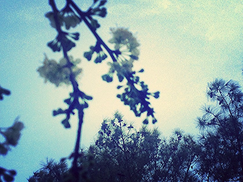 IMG_1667_kindlephoto-1055205