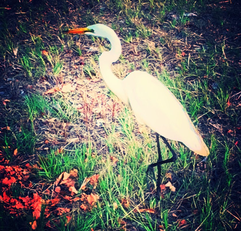 IMG_0438_kindlephoto-15978383