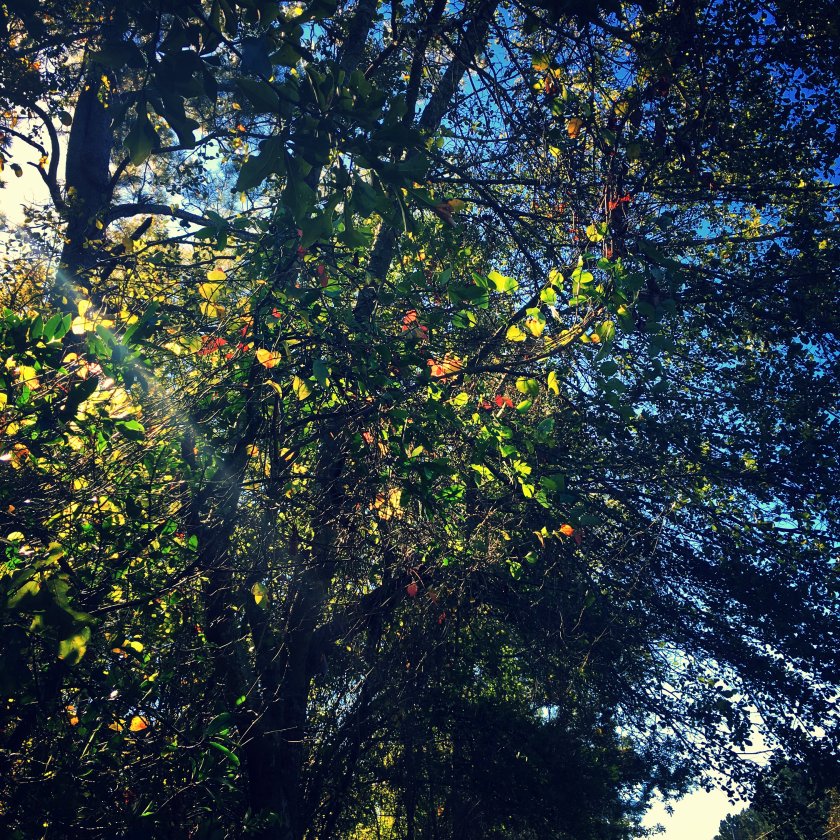 img_2717_kindlephoto-297781