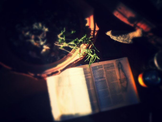 Angel and a lone succulent