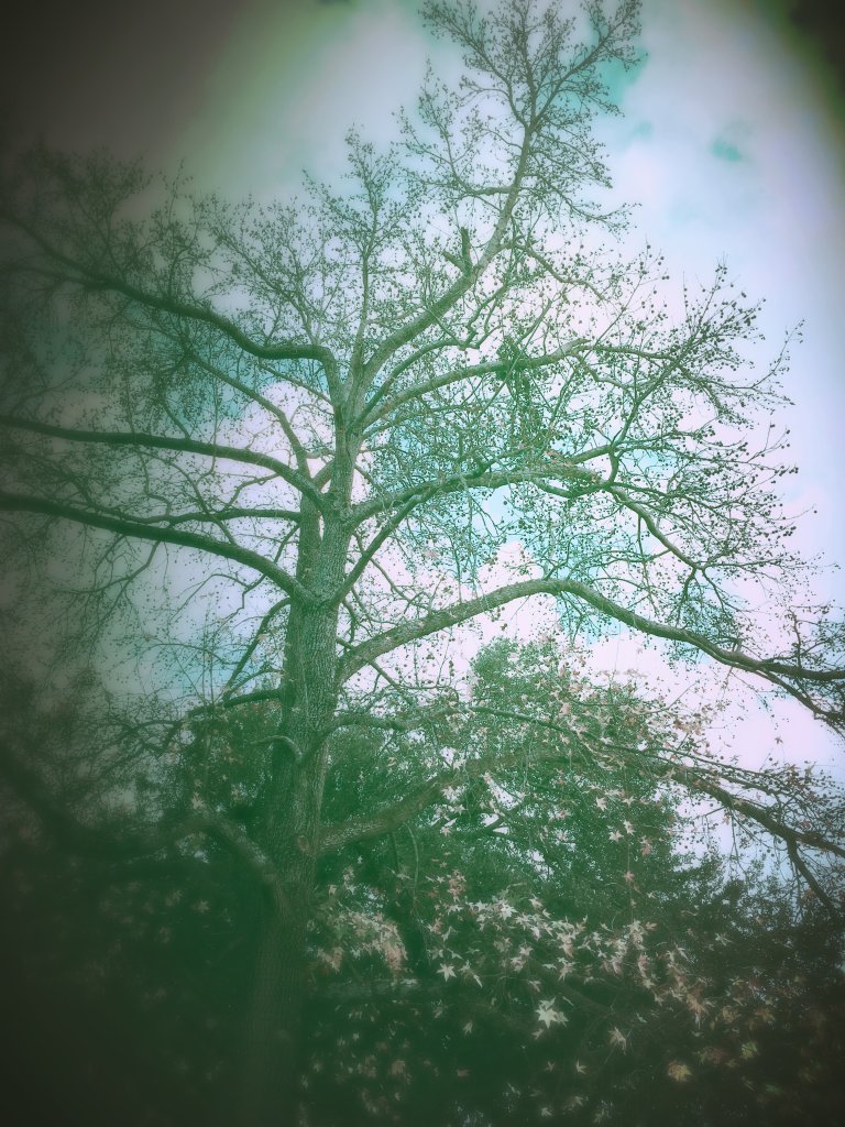 img_4230_kindlephoto-884927