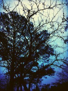 img_4928_kindlephoto-812159